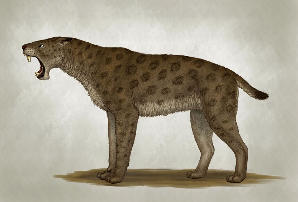 Kucing Besar yang Hidup di Era Prasejarah