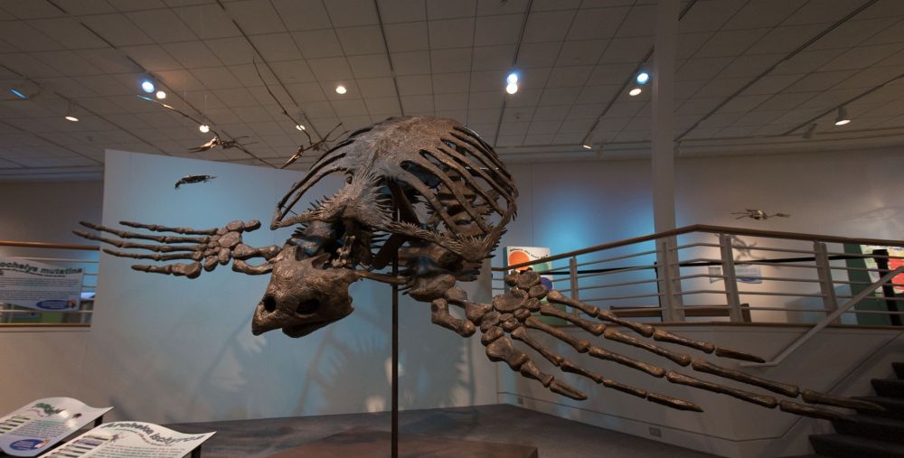 5 Facts From Archelon The Largest Turtle That Has Ever Lived On Earth