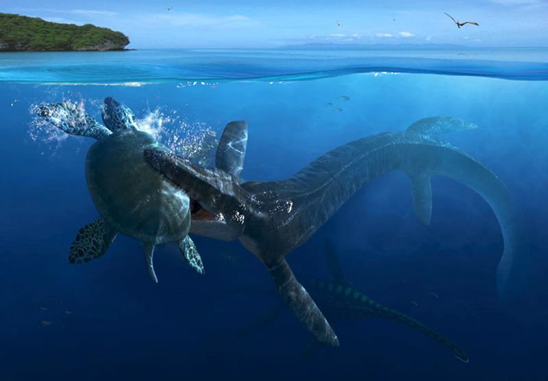 5 Facts From Archelon The Largest Turtle That Has Ever Lived On Earth