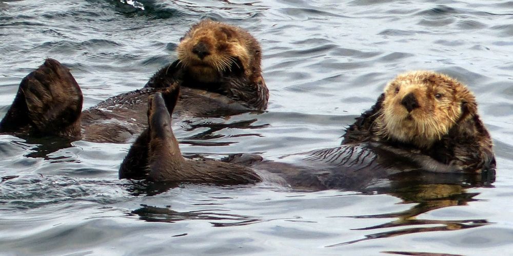 otter imut yang mirip berang-berang