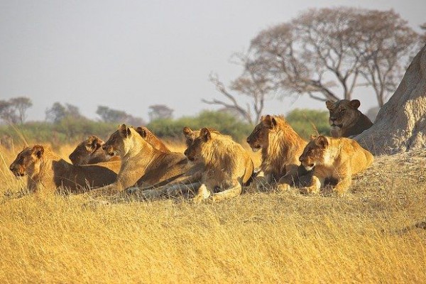 7 Fakta Tentang Benua Hitam Afrika Yang Jarang Diketahui