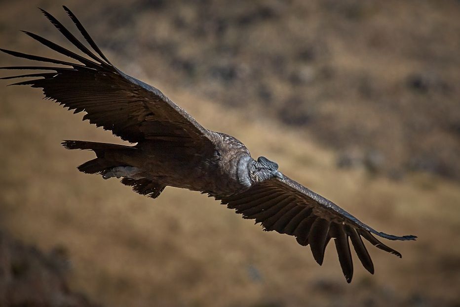 7 Fakta Menarik Kondor Andes, Burung Pemangsa Terbesar di Dunia