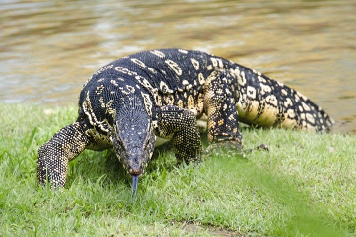 Water Monitors, Jenis Kadal yang Menyerupai Ular