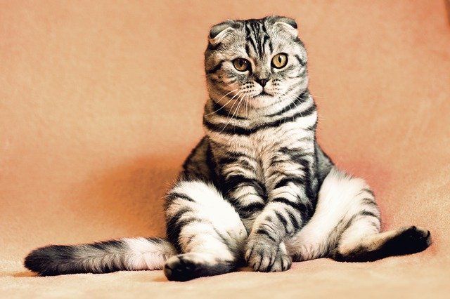 5 Hewan yang Dipuja dalam Peradaban Mesir Kuno, Ada Kucing Lho