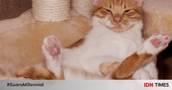 7 Tanda Kucing Diam Diam Marah Padamu Jangan Dekat Dekat