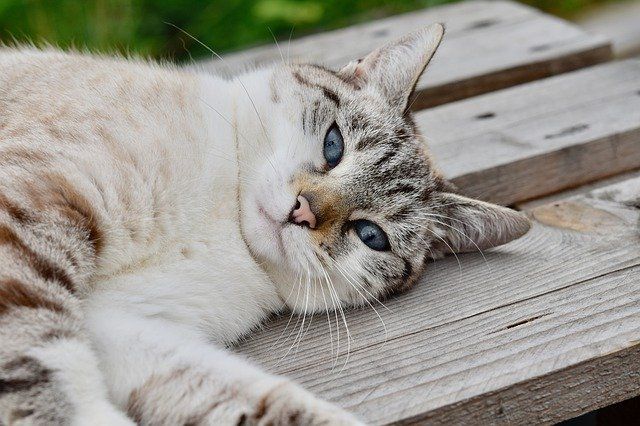 7 Tanaman yang Bagus Dikonsumsi Kucing, Asalkan Tidak Berlebihan Ya