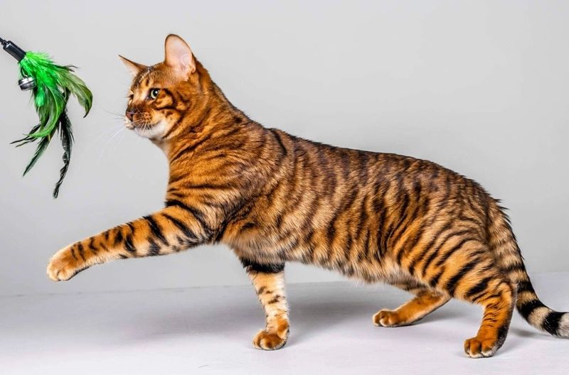 5 Fakta Menarik dari Toyger, Spesies Kucing yang Mirip Harimau!