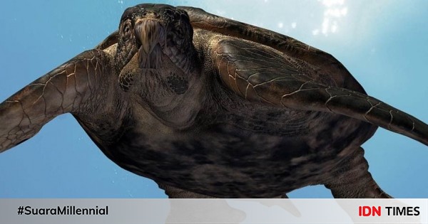5 Facts From Archelon The Largest Turtle That Has Ever Lived On Earth