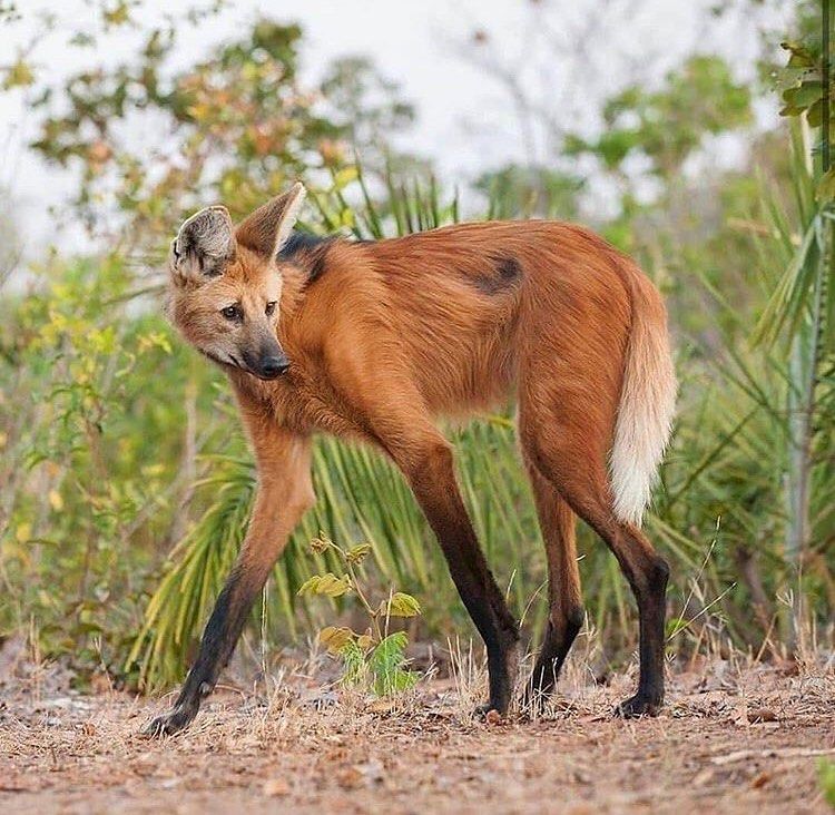 5 Fakta Maned Wolf, Jenis Serigala dengan Kaki Terpanjang