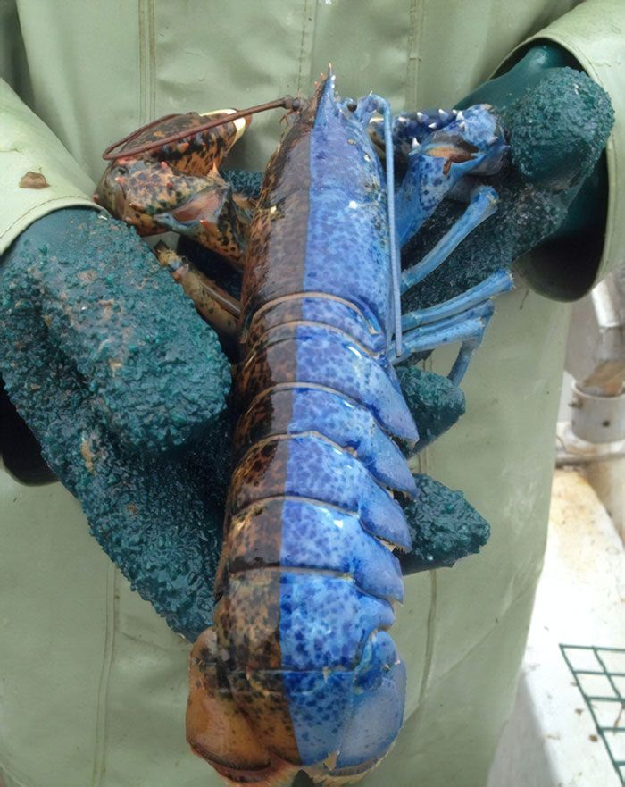 Lagi Musim Lobster, Nelayan di Tabanan Terhalang Ancaman La Lina