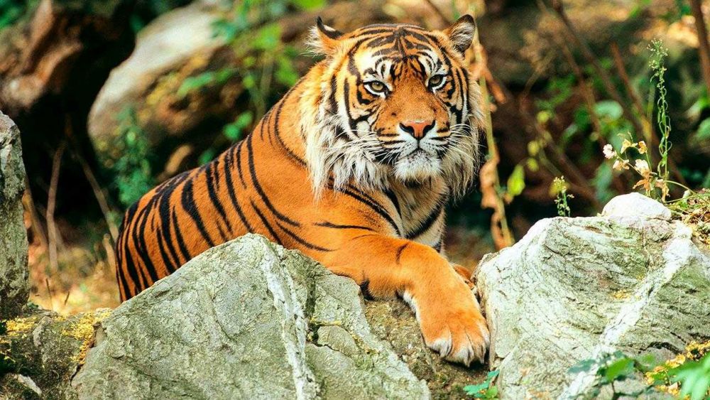 Diduga Kelaparan, Harimau di Bahorok Semakin Mengganas
