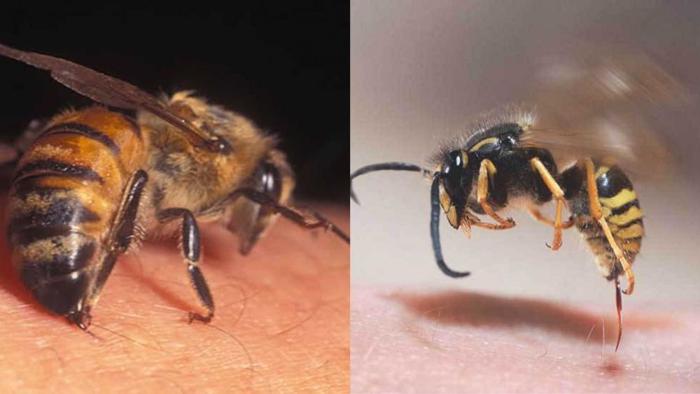 Sering Dikira Sama Ini Perbedaan Lebah Dan Tawon