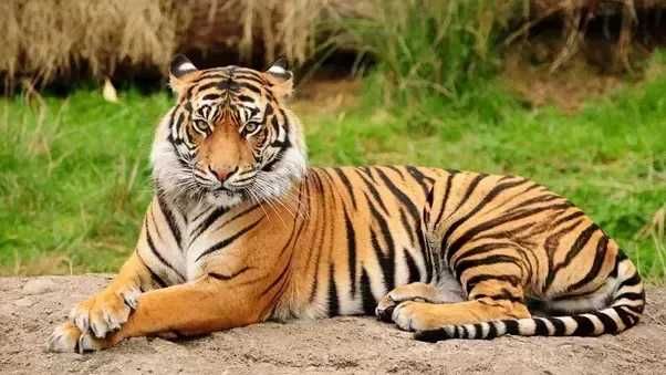 Viral! Harimau Kurus dan Makan Rumput, Kata Dokter Medan Zoo