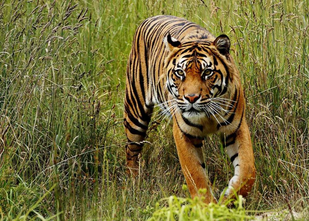 Harimau Sri Nabilla akan Dilepasliarkan di Hutan TNGL Aceh