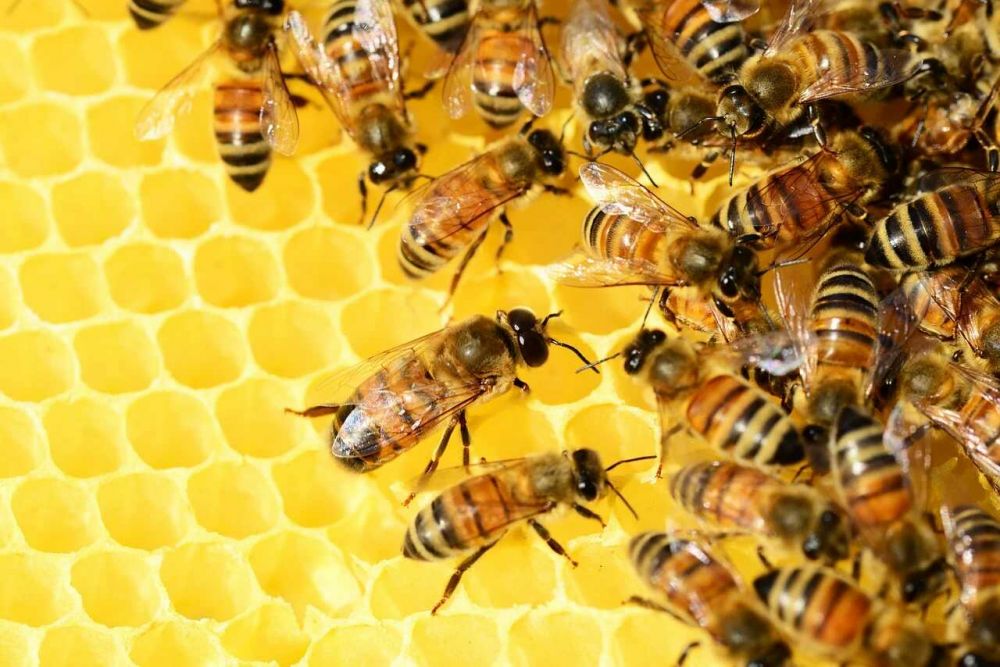 Alergi Makan Anak Lebah, Warga di Bali Kaget Hasilnya Positif COVID-19