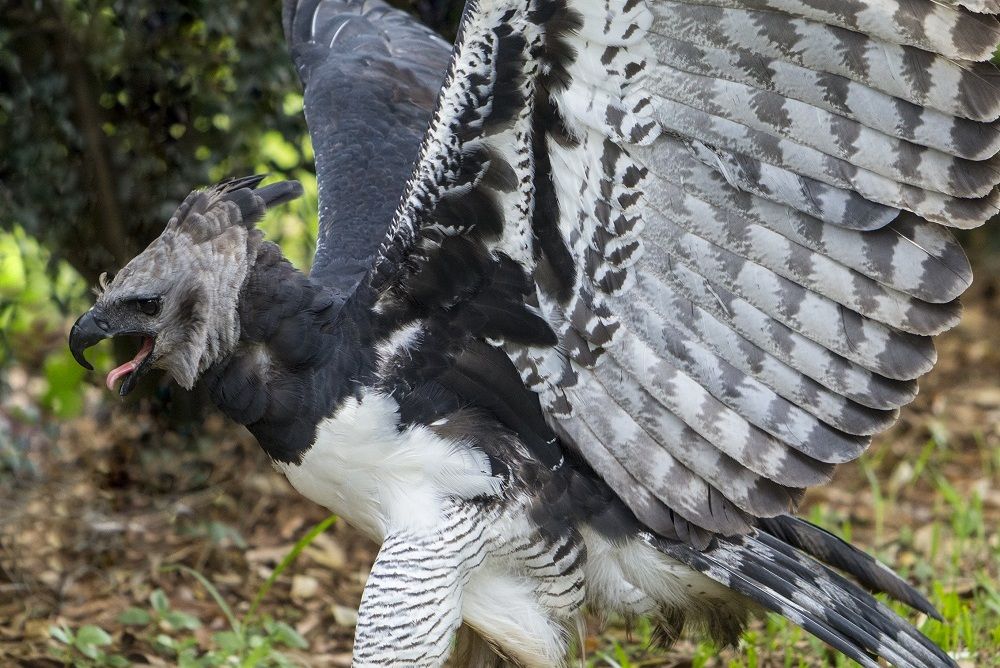 Fakta Menakjubkan Elang Harpy Predator Puncak