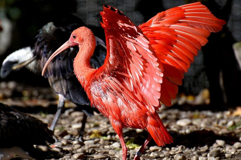 5 Fakta Menarik Ibis Merah, Burung Cantik Berwarna Merah Memesona  