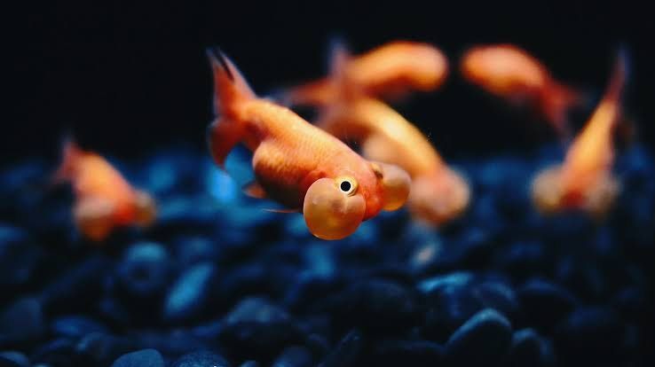 5 Fakta Bubble Eye Goldfish Ikan  Mas  Unik dengan Mata 