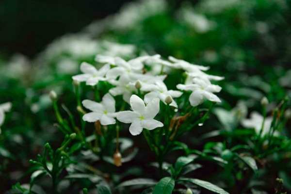 8 Tanaman Beraroma Wangi untuk Parfum Alami di Rumah