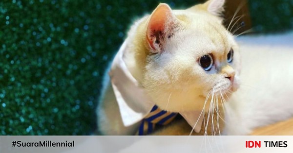 Kucing Kamu Kejang? Ini Penyebab dan Cara Menanganinya!