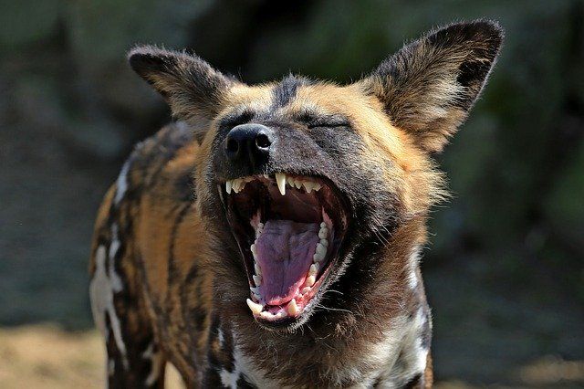 Puluhan Warga Padang Jadi Korban Gigitan Anjing Rabies