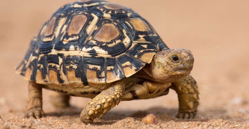 6 Fakta Leopard Tortoise, Spesies Kura-kura dengan Corak yang Indah