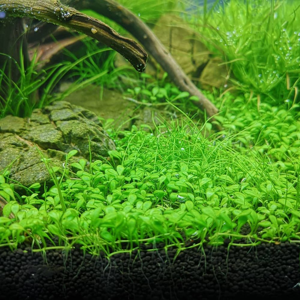 5 Tanaman Karpet Aquascape Selain Jenis  Rumput  yang Estetik
