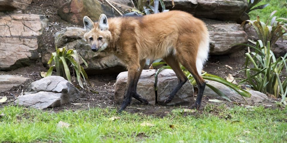 Fakta Maned Wolf Serigala dengan Kaki Terpanjang 