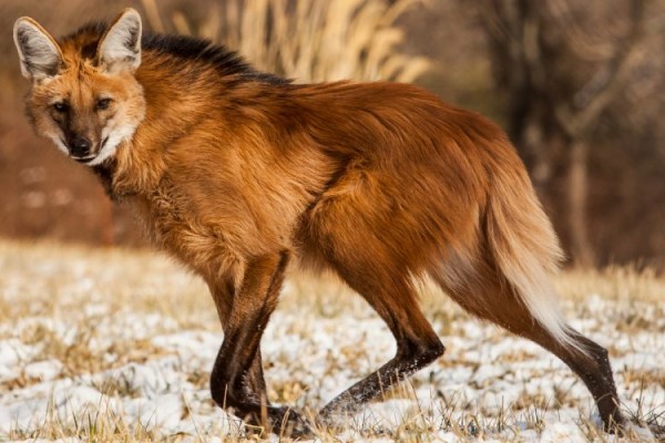 5 Fakta Maned Wolf, Jenis Serigala dengan Kaki Terpanjang
