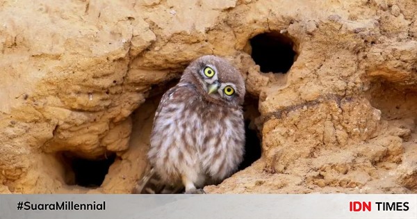 5 Fakta Burrowing Owl Spesies Burung Hantu Yang Kerjaannya Menggali