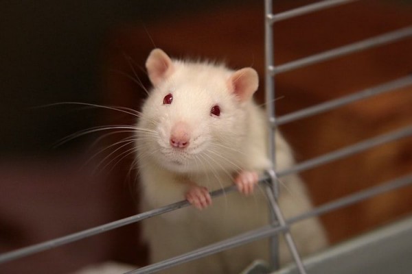 6 Penyakit Berbahaya yang Disebarkan oleh Tikus, Jangan Disepelekan 