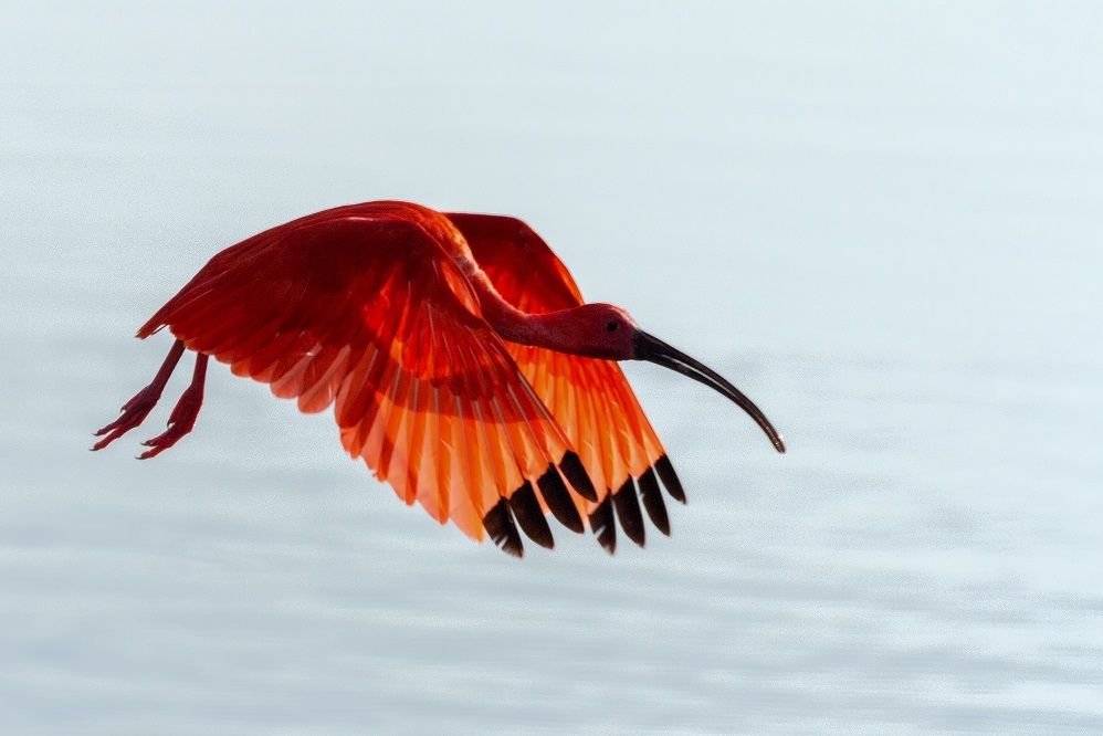 5 Fakta Menarik Ibis Merah, Burung Cantik Berwarna Merah Memesona  