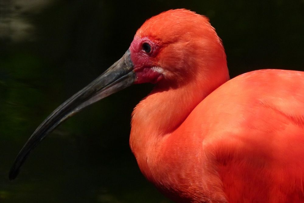 5 Fakta Menarik Ibis Merah, Burung Cantik Berwarna Merah Memesona  