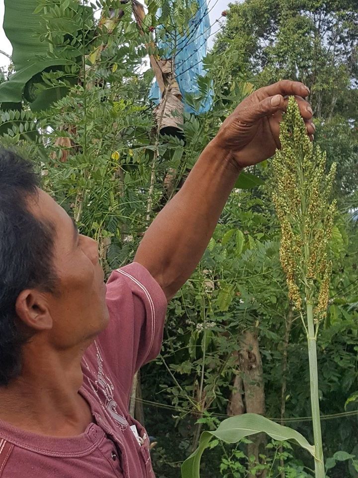 Tekan Dampak El Nino, Warga Semarang Beralih ke Konsumsi Pangan Non Beras