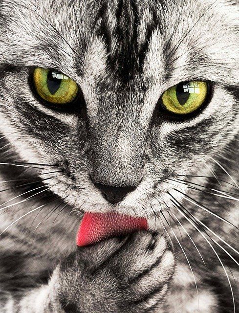 Mahasiwa UGM Sulap Belatung Menjadi Bahan Makanan Kucing    
