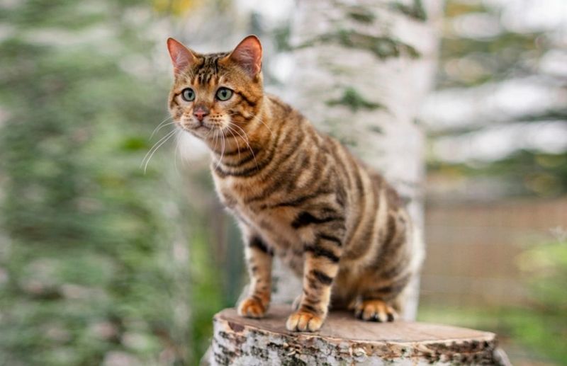 5 Fakta Menarik dari Toyger, Spesies Kucing yang Mirip Harimau!
