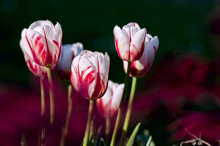Lima Bunga yang Lambangkan Romantisme di Hari Valentine