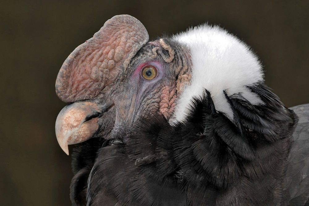 7 Fakta Menarik Kondor Andes Burung  Pemangsa Terbesar  di  