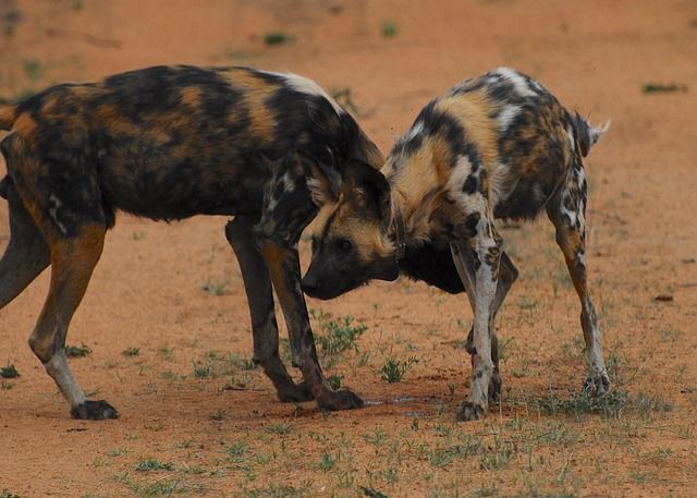 Fakta Unik Tentang Anjing Liar Afrika 