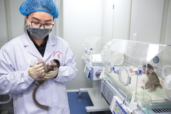 Tidak Selalu Kontroversial, Ini 5 Fakta Kloning dalam Dunia Sains