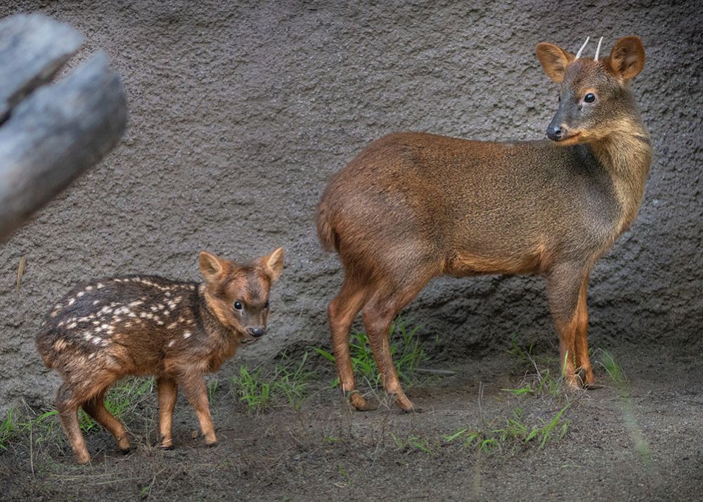 5 Spesies Rusa Terunik, Ada yang Bisa Menggonggong