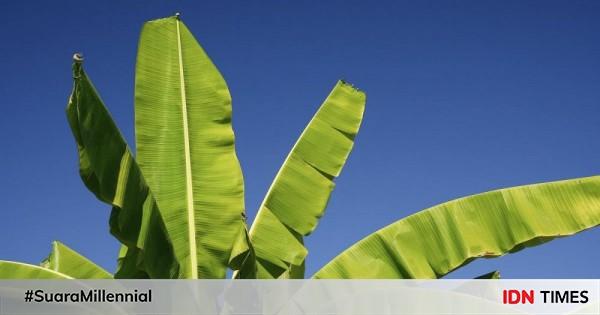 11 Manfaat Tak Terduga Daun Pisang Untuk Kesehatan