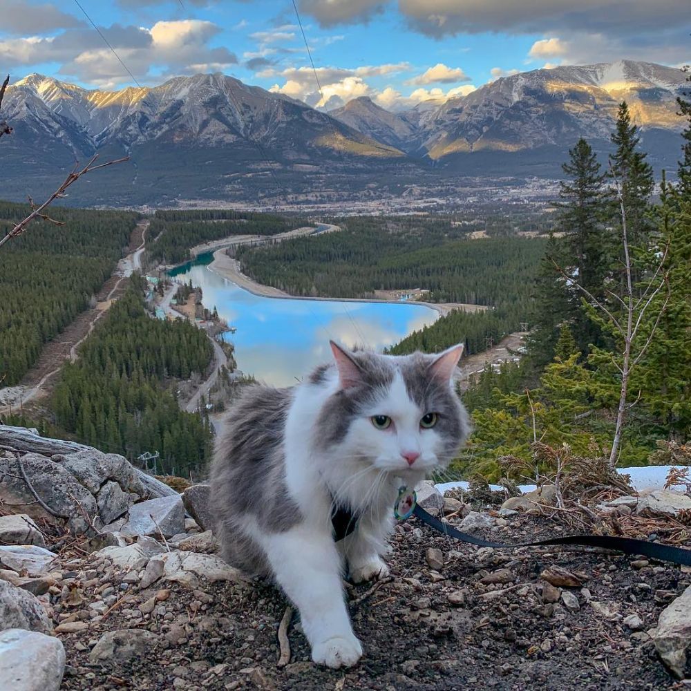 10 Potret Seru Gary the Cat, Kucing yang Gemar Berwisata Alam!