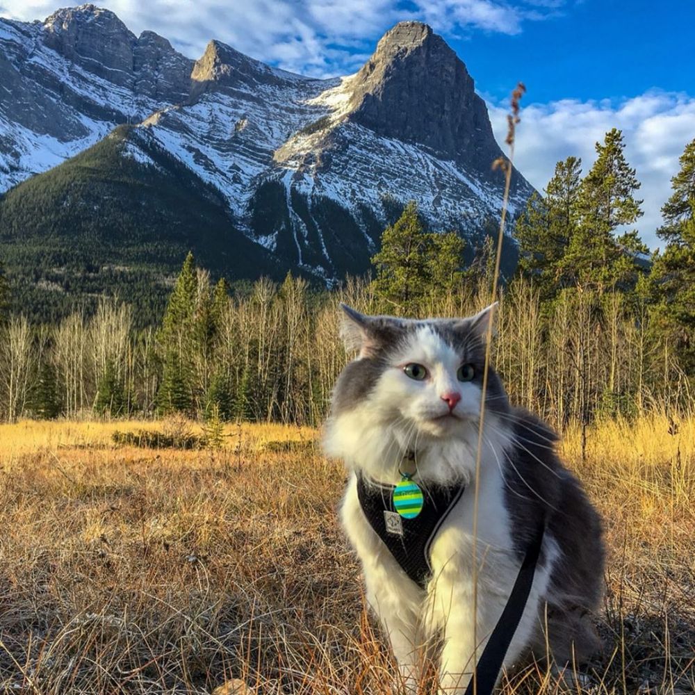 10 Potret Seru Gary the Cat, Kucing yang Gemar Berwisata Alam!