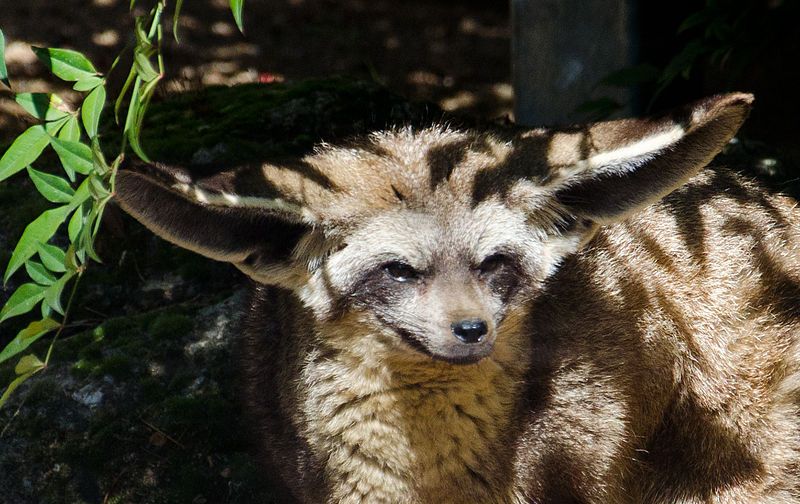 6 Fakta Bateared Fox, Rubah Afrika yang Punya Pendengaran Super Tajam