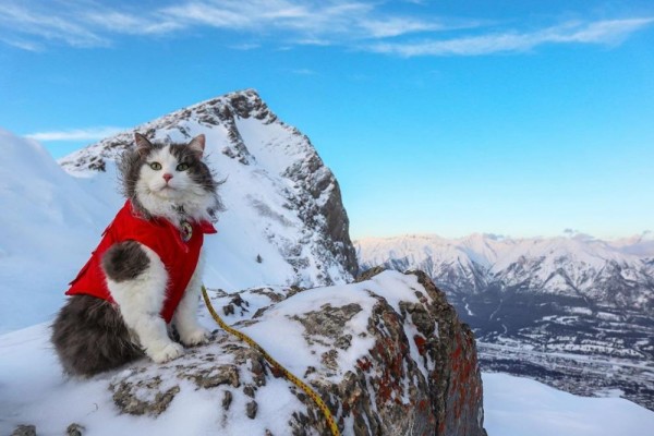 10 Potret Seru Gary the Cat, Kucing yang Gemar Berwisata Alam!