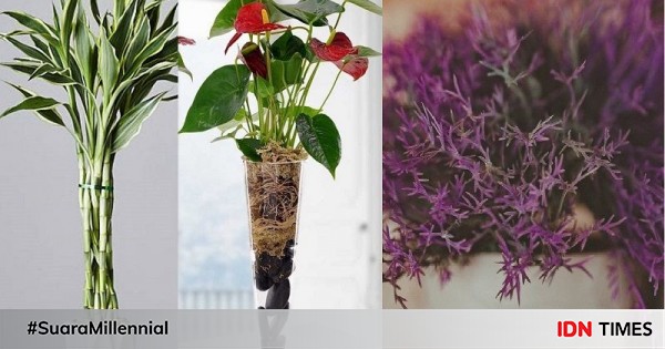 11 Tanaman Penjernih Udara Cocok Ditaruh di Kamar, Tidur Jadi Nyenyak!