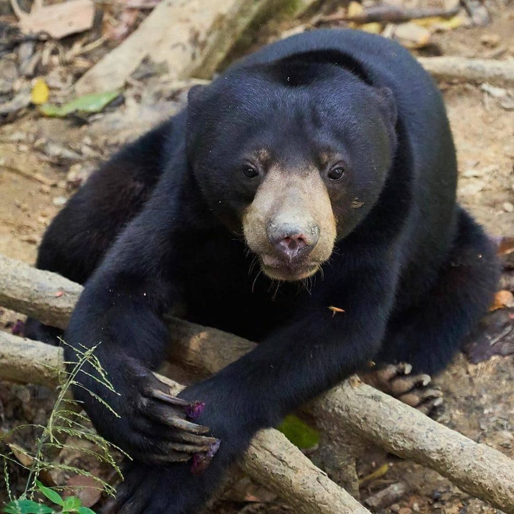 Dua Beruang Madu Muncul di Muara Kaman Kukar, BKSDA Turunkan Tim