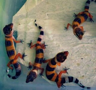 Isi Waktu Usai Kelas Daring, Siswa di Kota Malang Sukses Ternak Gecko