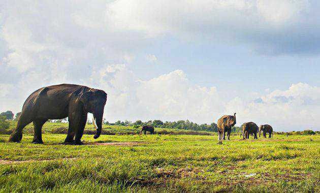 7 Hal Menarik di Taman Nasional Way Kambas Lampung Timur